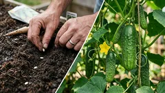 Semena okurky vyklíčí rychle a budou silná: v čem je před výsadbou namočit