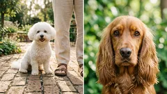 8 milých plemen psů: vždy po vašem boku, vždy připraveni na mazlení